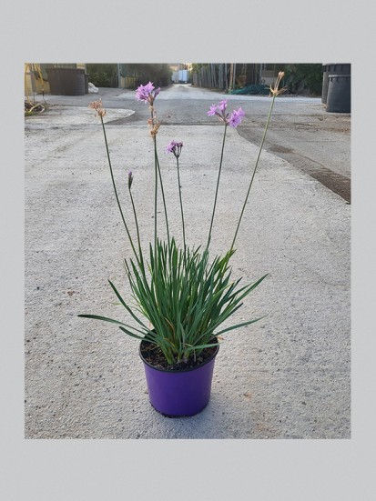 TULBAGHIA D. 18 CM (FOTO INDICATIVA)