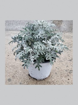 CINERARIA MARITTIMA D. 18 CM