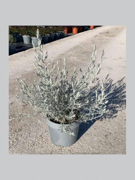 EREMOPHILA NIVEA D. 24 CM