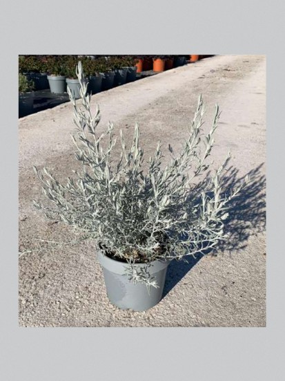 EREMOPHILA NIVEA D. 24 CM