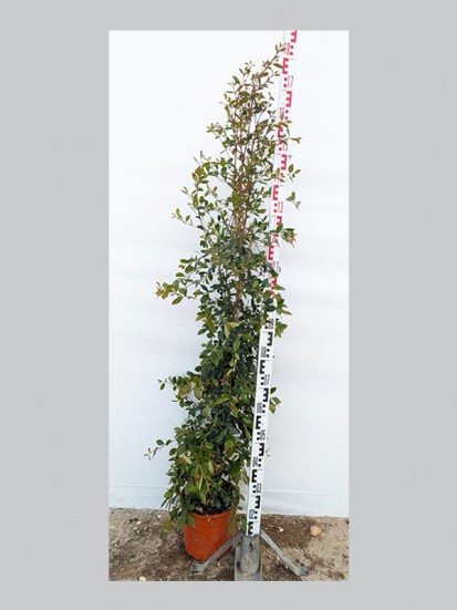 EUGENIA MYRTIFOLIA NEW PORT D. 24 H. 110 CM