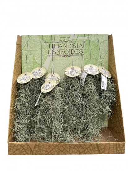 TILLANDSIA USNEOIDES (SPANISH MOSS) H. 50 L. 20 CM 