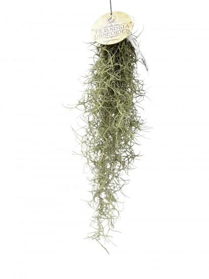 TILLANDSIA USNEOIDES (SPANISH MOSS) H. 50 L. 20 CM 