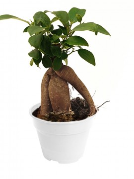 BONSA F. GINSENG MINI IN CONTAINER D. 10 H. 20 CM