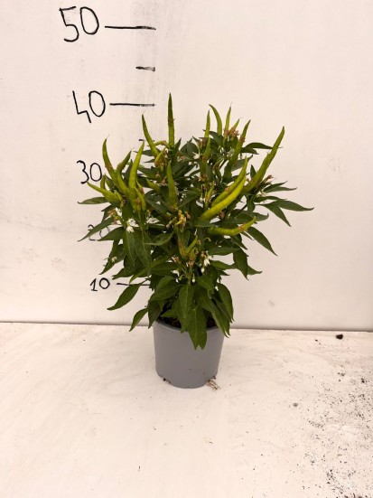 CAPSICUM PEPERONCINO D. 14 CM