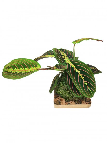 KOKEDAMA MARANTA