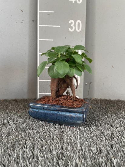 BONSAI FICUS GINSENG MINI IN VASO DI CERAMICA, L. 15 P. 4  H. 20 CM