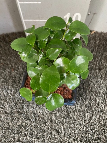 BONSAI FICUS GINSENG MINI IN VASO DI CERAMICA, L. 15 P. 4  H. 20 CM