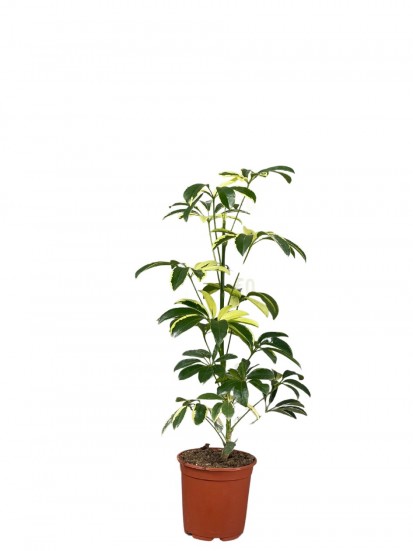 SCHEFFLERA GOLD CAPPELLA D. 17 CM H.75 CM