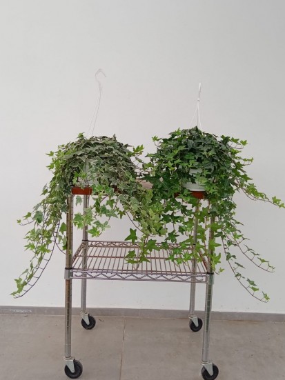 HEDERA BASKET D.17 H. 60/70 CM