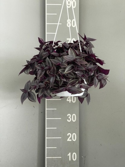 TRADESCANTIA ZEBRINA IN BASKET D. 20 PENDENZA 40 CM