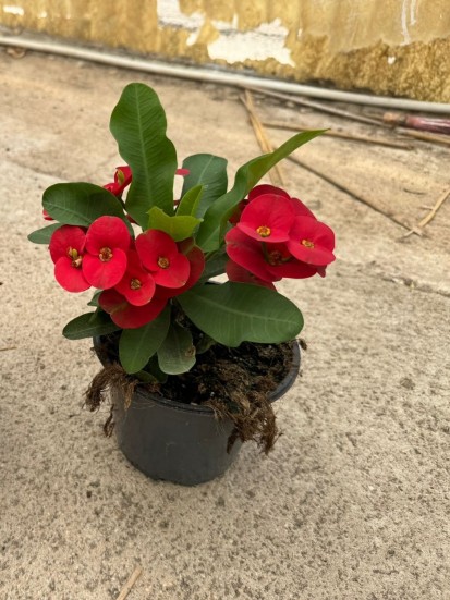 EUPHORBIA MILII (MIX COLOR) D. 14 H. 25 CM