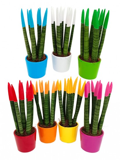 SANSEVIERIA CYLINDRICA VELVET TOUCH TONO SU TONO IN CERAMICA D. 9 CM