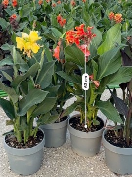 CANNA INDICA D. 24 CM 