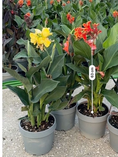 CANNA INDICA D. 24 CM 