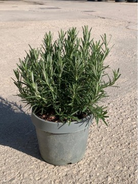 ROSMARINO OFFICINALIS D. 18 CM