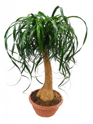 BEAUCARNEA DIRITTA IN CONTAINER D. 25 H. 70/80 CM