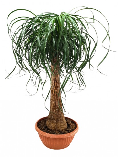 BEAUCARNEA DIRITTA 60 IN CONTAINER D. 30 H. 90/100 CM