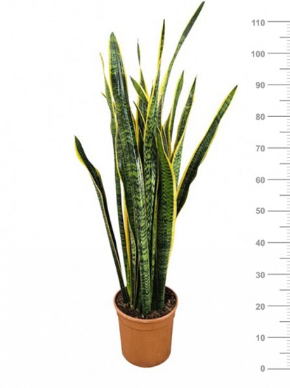 SANSEVIERIA LAURENTII IN CONTAINER D. 24 H. 110 CM 