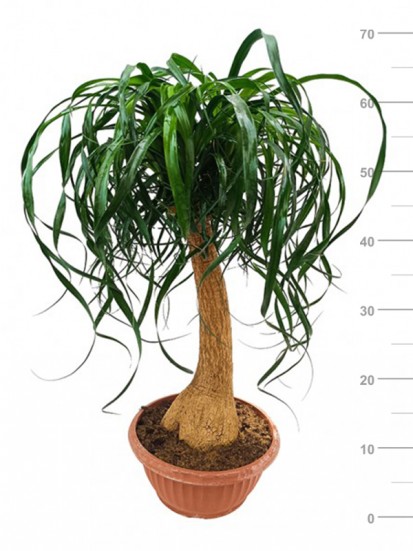 BEAUCARNEA DIRITTA IN CONTAINER D. 25 H. 70/80 CM