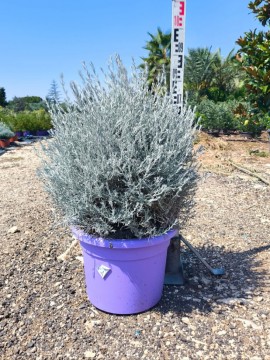 EREMOPHILA NIVEA D. 33 CM