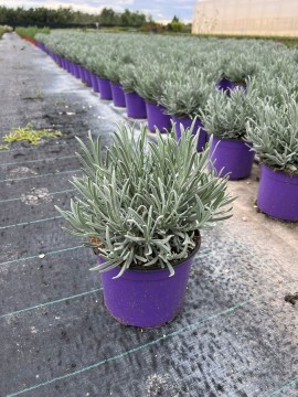 LAVANDA ANGUSTIFOLIA D. 18 H. 35 CM