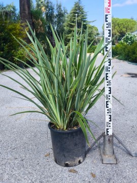 PHORMIUM TENAX VARIEGATO D. 26 CM