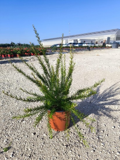 GREVILLEA JUNIPERINA D. 18 CM