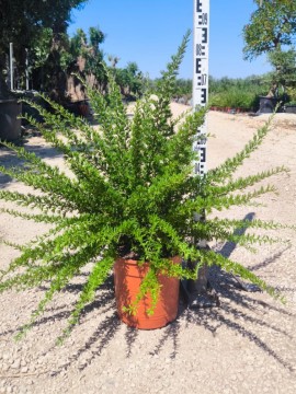 GREVILLEA POORINDA D. 24 CM