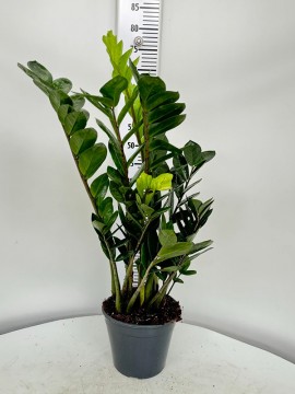 ZAMIOCULCAS D.17 H. 75 CM