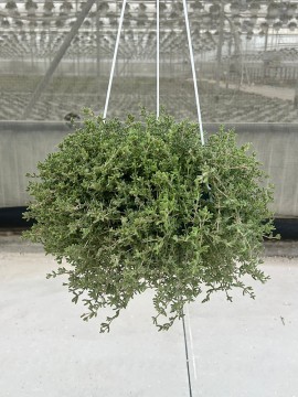 DROSANTHEMUM IN BASKET (BARBA DI GIOVE)  D. 19 CM