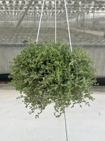 DROSANTHEMUM IN BASKET (BARBA DI GIOVE)  D. 19 CM