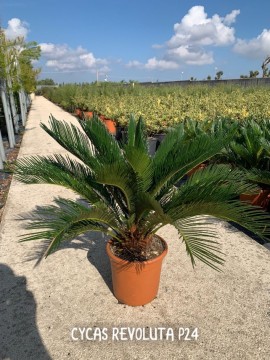 CYCAS REVOLUTA D. 24 CM