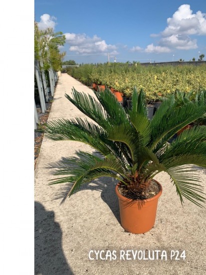 CYCAS REVOLUTA D. 24 CM