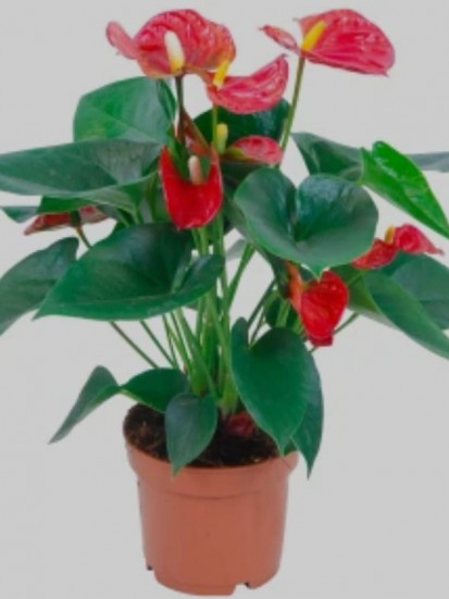 ANTHURIUM D.12