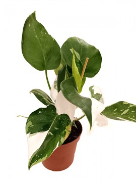 PHILODENDRON WHITE PRINCESS D. 14 H. 32 CM