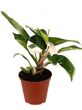 PHILODENDRON WHITE PRINCESS D. 14 H. 32 CM