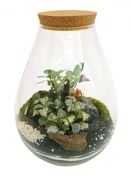 TERRARIUM 02 H. 36 D. 26 CM