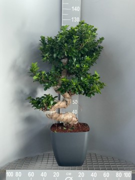 BONSAI FICUS &quot;S&quot; SHAPE IN CEYLON D.35 H.125