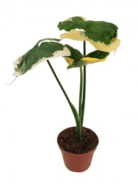 ALOCASIA MICKEY MOUSE VARIEGATA D. 12 H. 35/40 CM