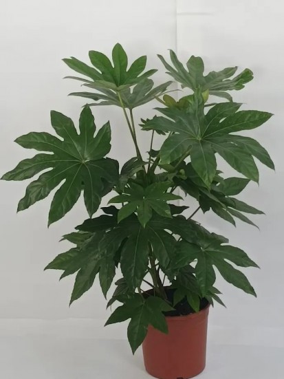 ARALIA SIEBOLDII D. 24 CM