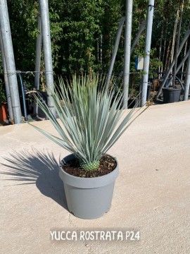 YUCCA ROSTRATA SINGOLA SET D.24