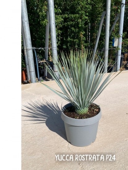 YUCCA ROSTRATA SINGOLA SET D.24