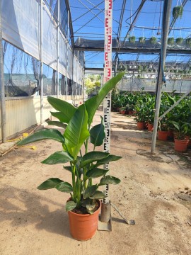 STRELITZIA AUGUSTA D. 24 H. 120 CM