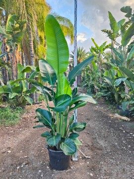 STRELITZIA NICOLAI  D. 40 H. 210 CM