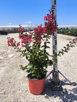 LAGERSTROEMIA D.18