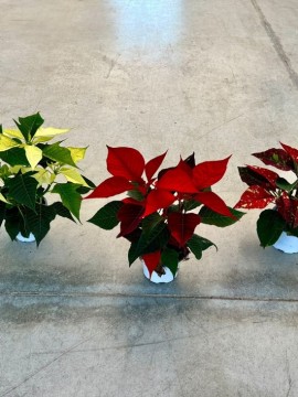 POINSETTIA D. 10 H. 20 CM