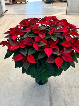 POINSETTIA D. 35 H. 120 CM