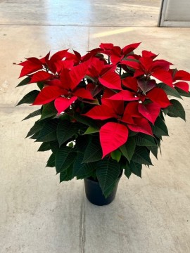 POINSETTIA D.24 CM H. 100