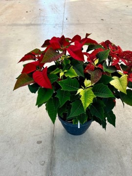 POINSETTIA D.26 CM H. 80 CM